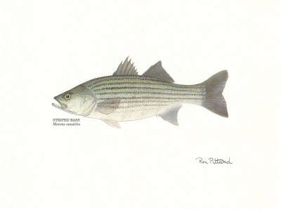 Striped Bass Fish by Ron Pittard Pricing Limited Edition Print image