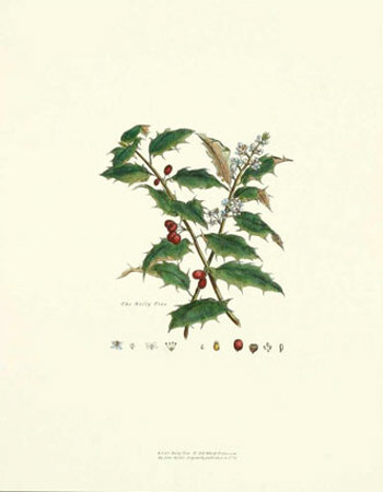 Holly Tree by John Miller (Johann Sebastien Mueller) Pricing Limited Edition Print image