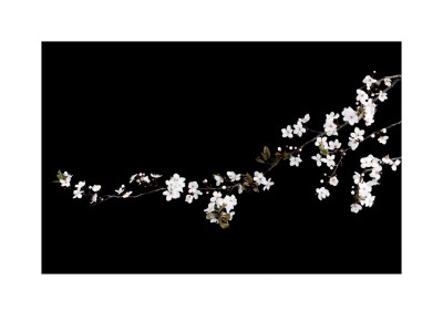 Branch Of White Blossom by Ian Winstanley Pricing Limited Edition Print image