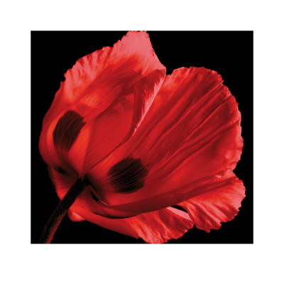 Red Poppy by Ian Winstanley Pricing Limited Edition Print image