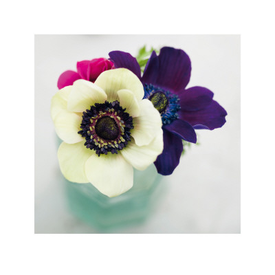 White, Purple And Red Anemones by Ian Winstanley Pricing Limited Edition Print image