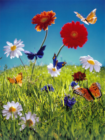 Flowers And Butterflies by Florian Kleinefenn Pricing Limited Edition Print image