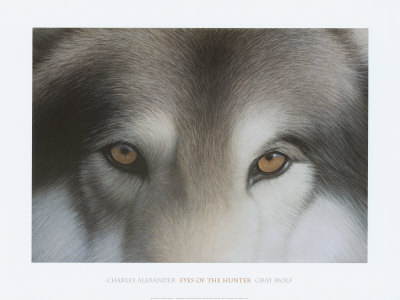 Eyes Of The Hunter: Gray Wolf by Charles Alexander Pricing Limited Edition Print image