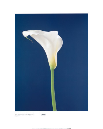 Calla Lily On White Nature's Blue by Masao Ota Pricing Limited Edition Print image