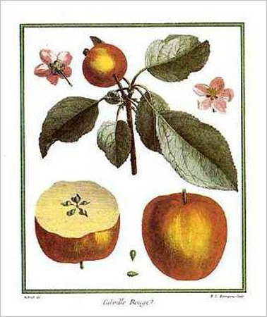 Apples by Henri Du Monceau Pricing Limited Edition Print image
