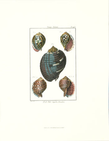 Shells Vii by Daniel Diderot Pricing Limited Edition Print image