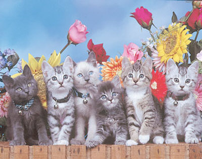 Kittens On Fence by Ron Kimball Pricing Limited Edition Print image