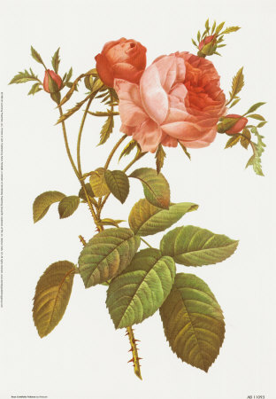 Rosa Centrifolia by Pierre-Joseph Redoute Pricing Limited Edition Print image