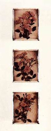 Rose Trio by Dick & Diane Stefanich Pricing Limited Edition Print image