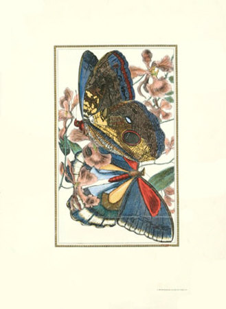 Butterfly Iv by William Henry Pearson Pricing Limited Edition Print image