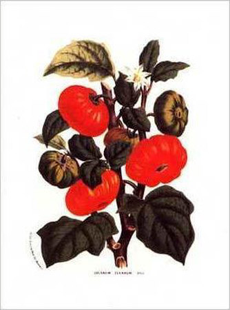 Tomatoes Texanum by Francois Van Houtte Pricing Limited Edition Print image