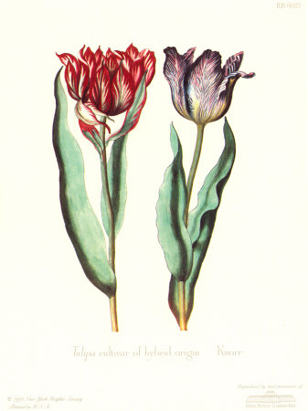 Tulipa Cultivar by George Wolfgang Knorr Pricing Limited Edition Print image