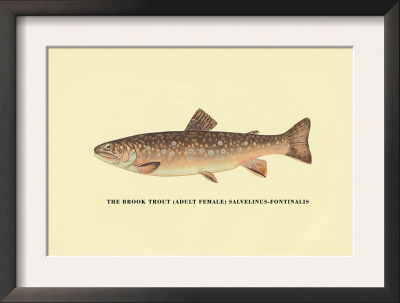 The Brook Trout by H.H. Leonard Pricing Limited Edition Print image