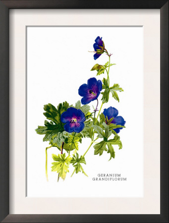 Geranium Grandiflorum by H.G. Moon Pricing Limited Edition Print image
