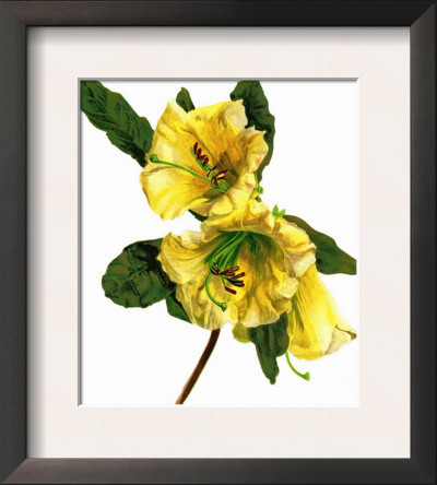 Rhododendron Dalhousiae by H.G. Moon Pricing Limited Edition Print image
