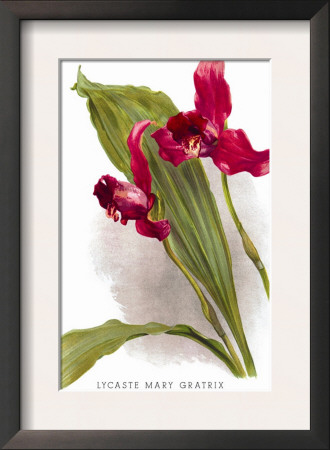 Lycaste Mary Gratrix by H.G. Moon Pricing Limited Edition Print image
