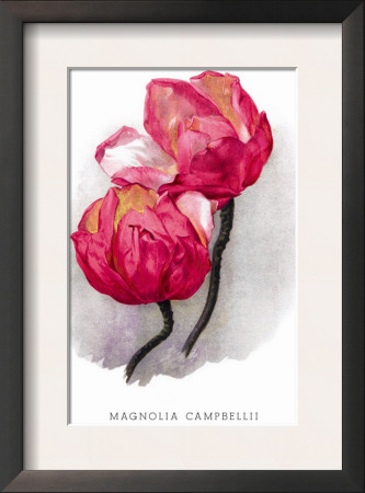 Magnolia Campbellii by H.G. Moon Pricing Limited Edition Print image