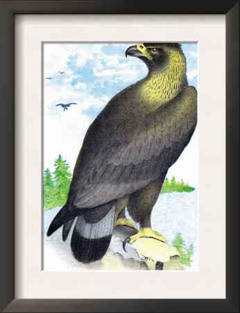 Golden Eagle, Ring-Tailed Eagle by Theodore Jasper Pricing Limited Edition Print image