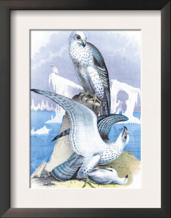 Jer-Falcon by Theodore Jasper Pricing Limited Edition Print image