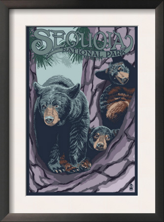 Black Bears In Tree - Sequoia Nat'l Park, C.2009 by Lantern Press Pricing Limited Edition Print image