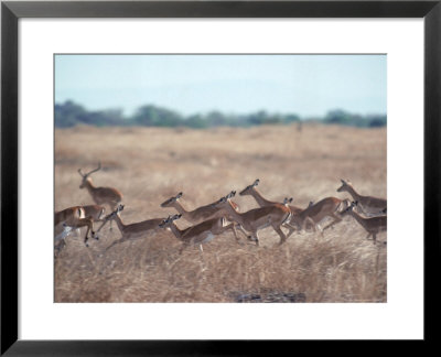Impala, Serengeti, Tanzania, East Africa by John Dominis Pricing Limited Edition Print image