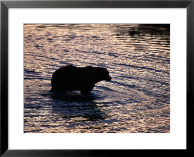 Silhouetted Grizzly Bear Wading Through Water by Robert Franz Pricing Limited Edition Print image