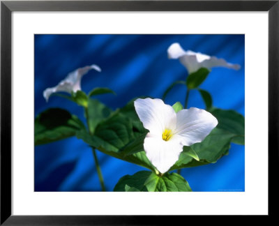 Trillium, Allegheny Mountains, Va by Everett Johnson Pricing Limited Edition Print image