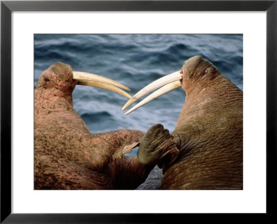 Two Pacific Walruses by Harry Walker Pricing Limited Edition Print image