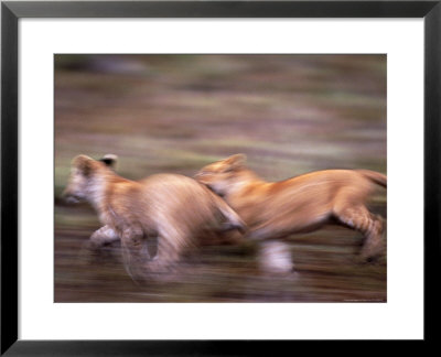 African Lion Cubs Playing, Panthera Leo, Tanzania by Robert Franz Pricing Limited Edition Print image