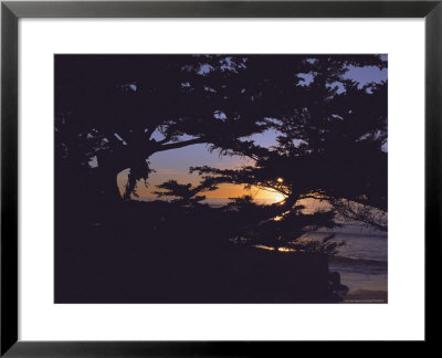 Sunset Through Tree, Ca by Claire Rydell Pricing Limited Edition Print image