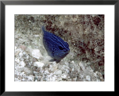 Blue Fish by Lee Peterson Pricing Limited Edition Print image