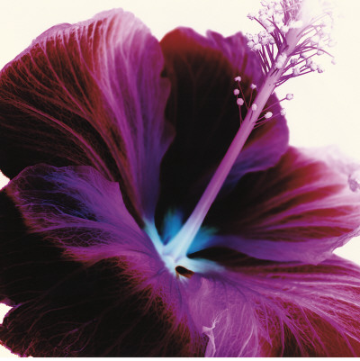 Red Hibiscus by Christine Caldwell Pricing Limited Edition Print image