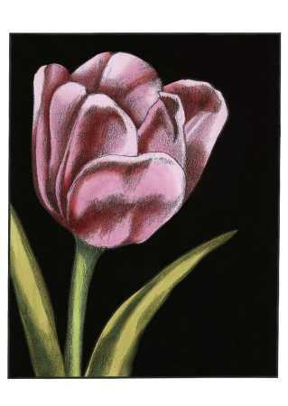 Vibrant Tulips Iii by Ethan Harper Pricing Limited Edition Print image