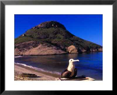 Pelican, Pelicanus Onocrataius by Silvestre Machado Pricing Limited Edition Print image