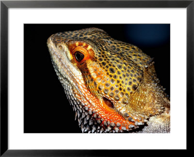Collared Dragon by Larry F. Jernigan Pricing Limited Edition Print image