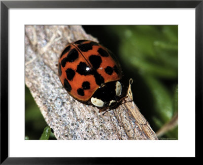 Lady Bug, Coccinellidae by Larry Jernigan Pricing Limited Edition Print image