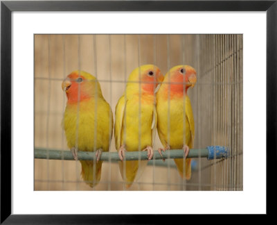 Birds In A Bird Cage, Havana, Cuba by Keith Levit Pricing Limited Edition Print image