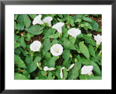 Calystegia Sepium (Hedge Bindweed), Foliage And Flowers by Philippe Bonduel Pricing Limited Edition Print image