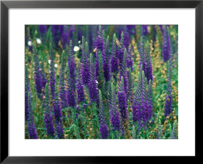 Veronica Spicata by Mark Bolton Pricing Limited Edition Print image