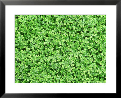 Selaginella Kraussiana, September by Mark Bolton Pricing Limited Edition Print image