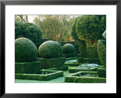 Topiary Yew Covered With Frost Hazlebury Manor, Wiltshire October by Mark Bolton Pricing Limited Edition Print image
