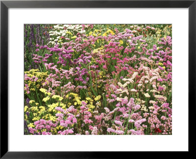 Limonium Sinuatum, Statice Flowers Suitable For Drying Blakeney, Norfolk, September by Lynne Brotchie Pricing Limited Edition Print image