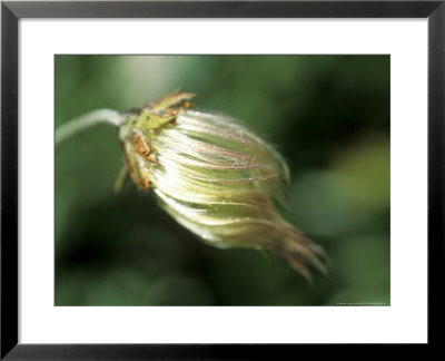 Pulsatilla Pratensis, Close-Up Of Flower Head by Ruth Brown Pricing Limited Edition Print image