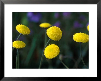 Cotula Hispida by Chris Burrows Pricing Limited Edition Print image