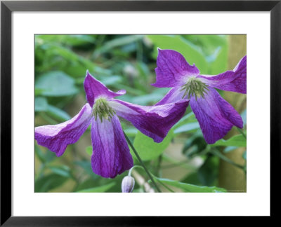 Clematis Viticella, Close-Up Of Purple Flowers by Michael Davis Pricing Limited Edition Print image