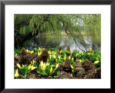 Bright Yellow Spathes Of American Skunk Cabbage by David Dixon Pricing Limited Edition Print image