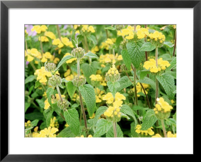 Phlomis Longiflora by Carole Drake Pricing Limited Edition Print image
