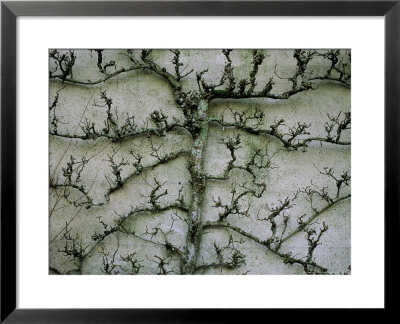 Espaliered Fruit Tree Against Concrete Wall by Carole Drake Pricing Limited Edition Print image