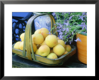 Apricots In Trug Campanula In Pot On Bench by Sunniva Harte Pricing Limited Edition Print image