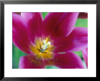 Tulipa Lily Mauve (Pink) by Sunniva Harte Pricing Limited Edition Print image